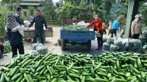 Собираем много огурцов, и используем трёхколёсный транспорт для перевозки на рынок — Giang Thi Ca
