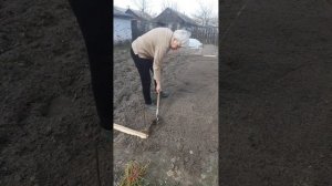 Пересадка клубники весной в апреле - проще и удобнее с?