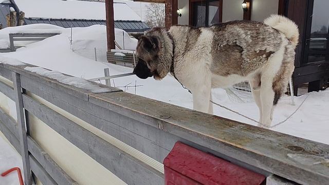 хатико сторожит