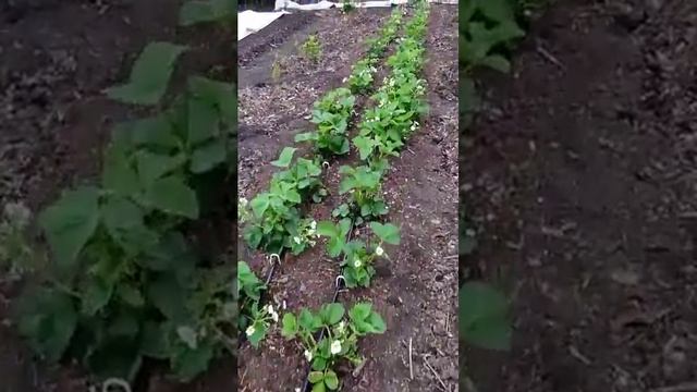 Наша клубничка в свердловской области. смотреть онлайн