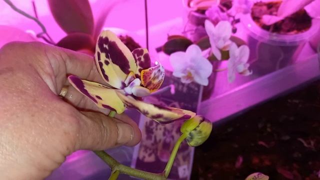 Сьездили в город с Мартюшкой увезли Кристину Магазин Огхоквартира и в деревню смотреть онлайн