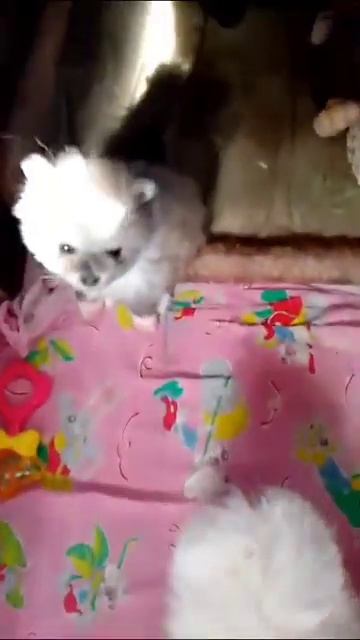 30т.р.Белая девочка шпица мини померанка !!! ватсапп 8 982 3 245 245 смотреть онлайн