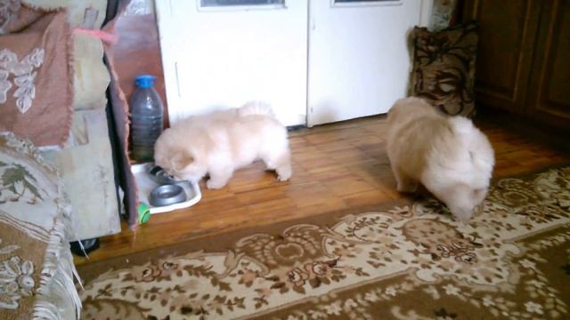 22  MIRA  31 10 16 г