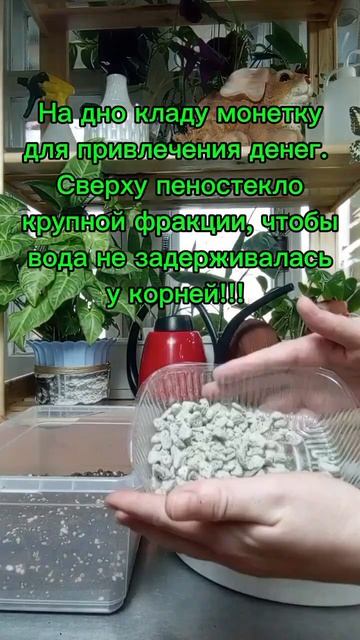 Пересадка крассулы#денежноедерево#пересадкакрассулы