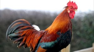 Звук Петуха. Как Говорит Петух. Крик Петуха. Петух Кукарекает Ку-ка-ре-ку. Голос Петуха