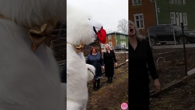 06.04.2024 Белый мишка Снежок🐻❄️ поздравил с юбилеем Ирину