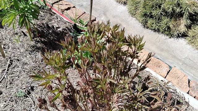 Мои пионы в начале мая 2025 года. Разная скорость роста. смотреть онлайн