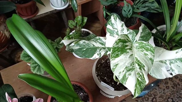 Цветущий гибискус, фалинопсис. Красавица монстера аль смотреть онлайн