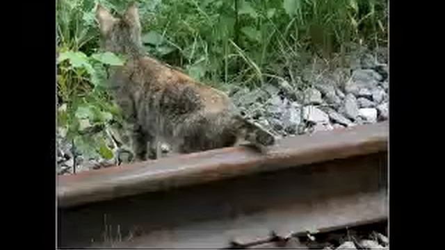 ДЕМОНтеваторы под музыку со смыслом и без. ЧАСТЬ 1!!! смотреть онлайн