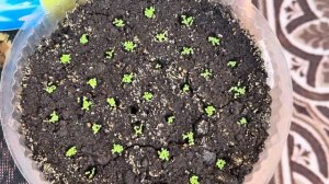 Очень ранние пикирование Табака