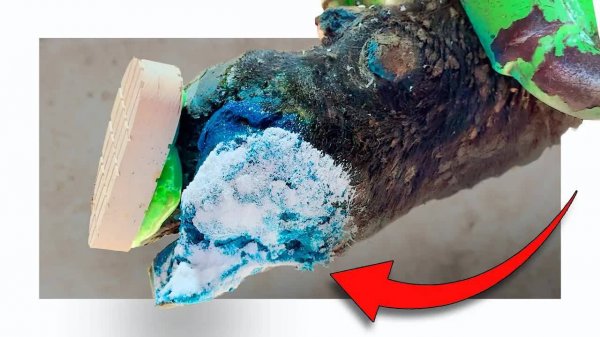 a LIMOUSAN BULL, ANTIQUE TOOLS …. And a dribbling hoof