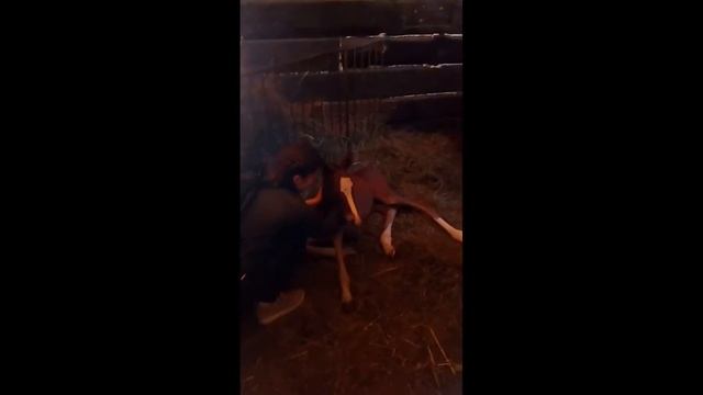 Будённовская кобыла Белла ожеребилась!!