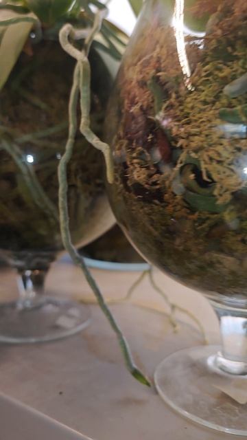 Корни орхидей в стеклянных вазах смотреть онлайн