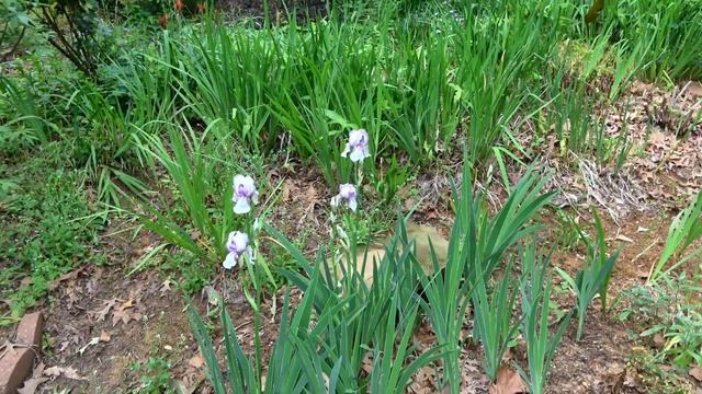 Сад. Огород. Луизиана, США. Фильм 45. смотреть онлайн