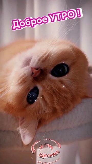 Доброе утро. Добрый вечер. ВидеоОткрытки на Каждый день смотреть онлайн