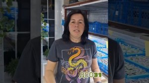 Пикирую вечноцветущую бегонию. Подкормка для роста ко