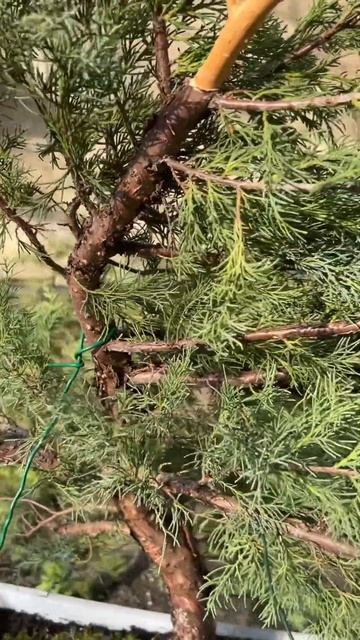 Пересадка і перша стилізація бонсай ялівець віргінсь?