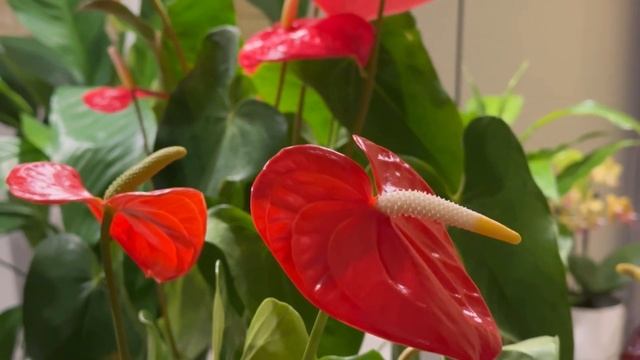 Антуриум, Уход Зимой смотреть онлайн