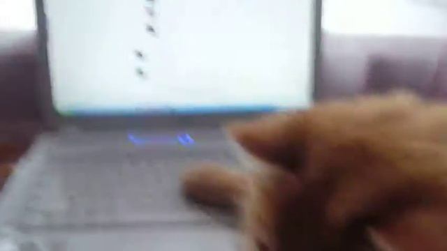 Тимоша сидит вконтакте:D смотреть онлайн