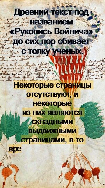 Древний текст под названием «Рукопись Войнича» до сих смотреть онлайн