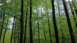 На весь лес раздается ку ку, кукушка кукует. "Бицевский лес" природно-исторический лесопарк