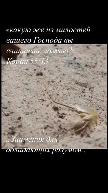 Передвижение семен дикого овса