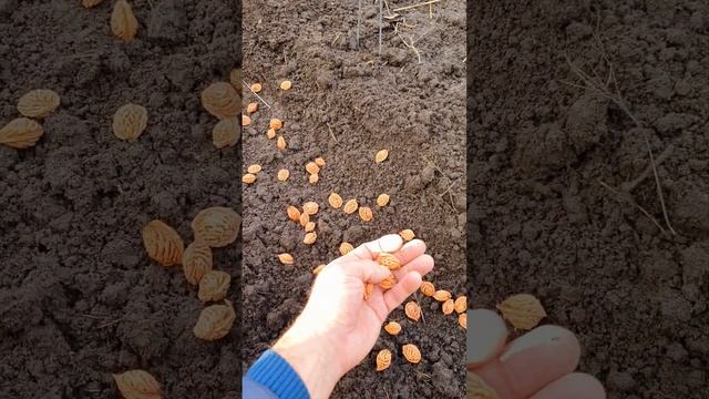 Персик из косточки