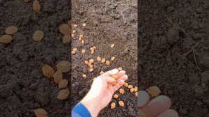 Персик из косточки