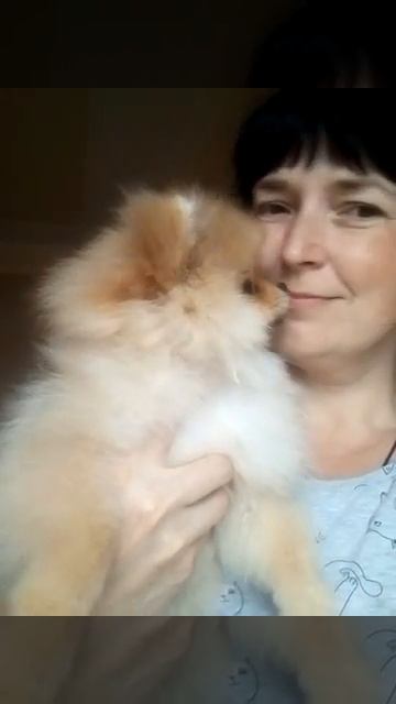 Померанский шпиц щенок смотреть онлайн