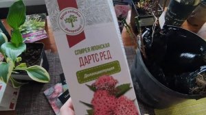 Саженцы из Светофора, как живут предыдущие покупочки |