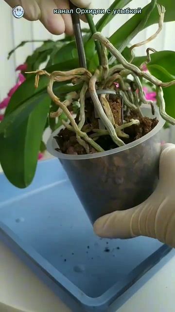 Пересадка орхидеи ЧАСТЬ 1 #орхидеи #орхидеяуход #орхид?