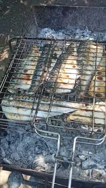 Скумбрия на костре смотреть онлайн