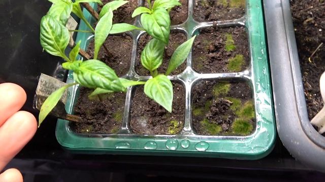 Огород зимой: укроп вместо ёлки, томаты вместо гирлянд смотреть онлайн