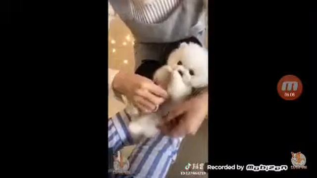 Приколы с кошками и собаками забыла выключить камеру