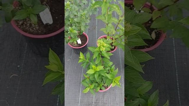 Саженцы из окс уже зацветают👍Результат посадки #горт смотреть онлайн