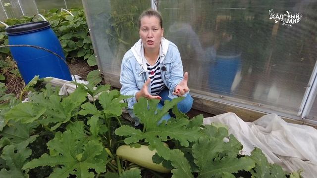 У этих кабачков не загнивает кончик, не отваливаются з смотреть онлайн