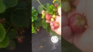 Обзор сорта клубники Цунаки