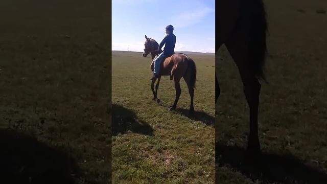 Гулсары сайгулик 24.04.2016