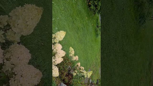 23.08.24Вынула с пакетов черенки Крупнолистной Гортензии смотреть онлайн