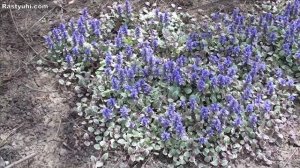 Живучка - вечнозеленый эффектный почвопокровник. Сорт