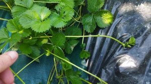 Рассада клубники Клери,фриго 2 месяца от посадки