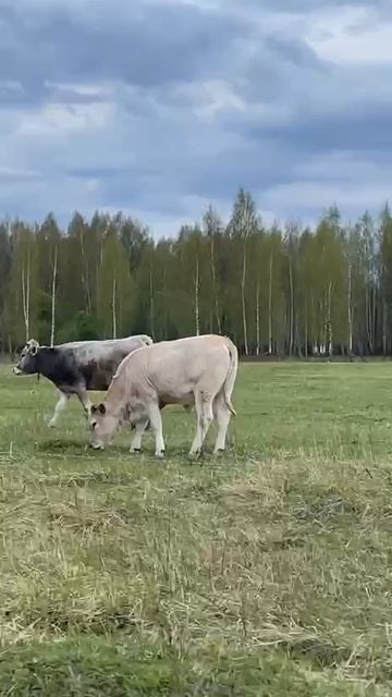 Коровы пасутся на зеленой травке смотреть онлайн