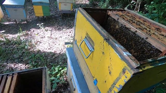 ✅ Двух рамочный отводок пчел В563 SDD как развился без вмешательства пчеловода! #ПЧЕЛОВОДСТВО1