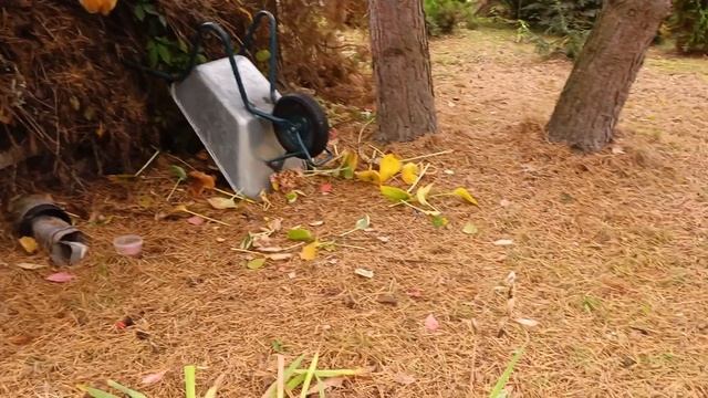 Моя любимая дача 11 октября 2024❤️Посадила чеснок,обрез смотреть онлайн