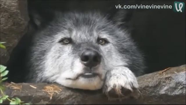 когда некого укусить за бочок смотреть онлайн