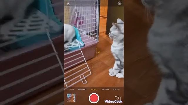 Приятного аппетита! Кролик Снежок кушает сено🐇🐰