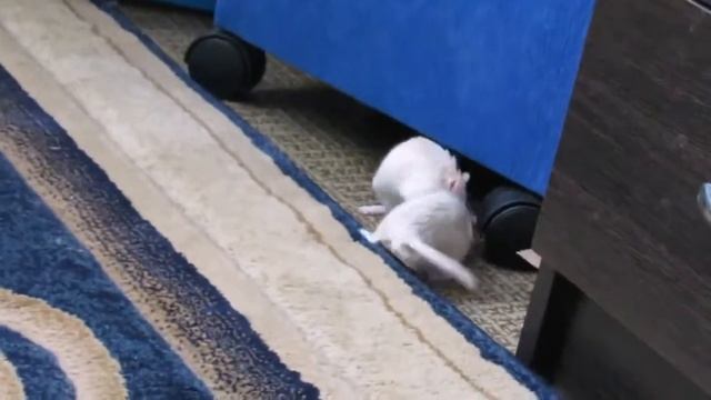 прикол  мыши песчанки дерутся