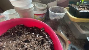 Пикировка и черенкование Сальвии, выращенной из семян