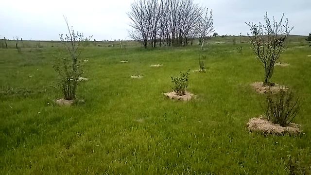 Природный сад и огород апрель 2021 смотреть онлайн