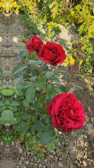 Красивые розы, цветы #shorts #дача #сад #огород #garden #flowers #gar смотреть онлайн